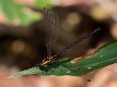 Austroargiolestes chrysoides female-1915